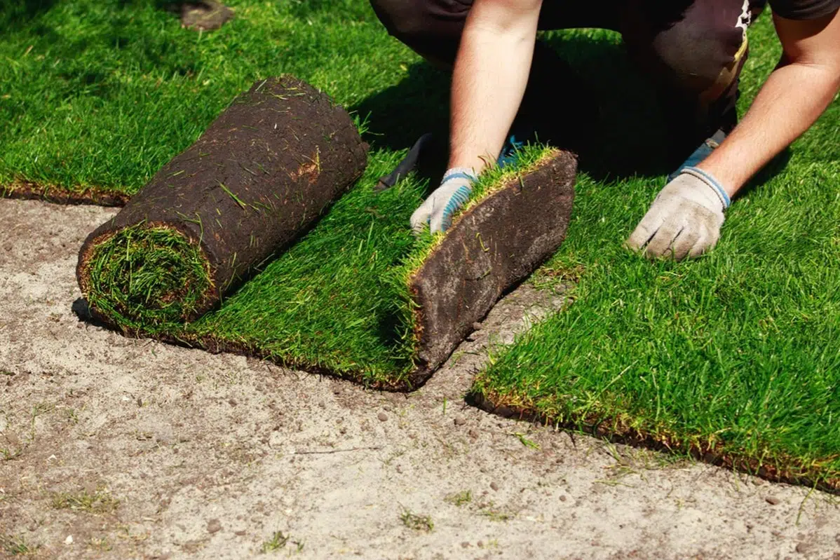 Professional sod installation